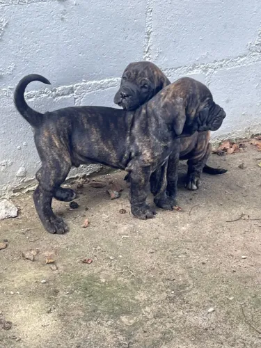 Filhotes de Fila Brasileiro