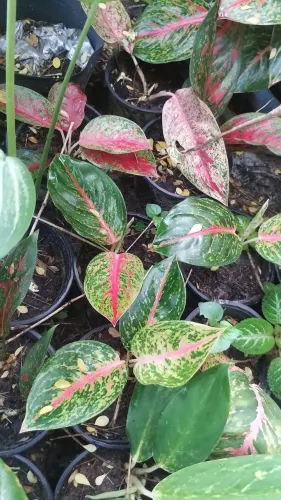 Vendas de planta ornamental aparti10$ 