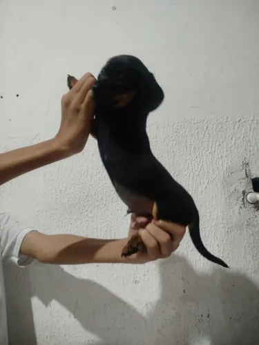 Lindo filhote disponível macho com um mês de nascido