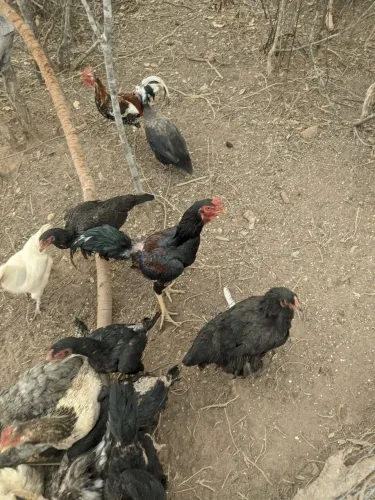 Frango mestiço índio CBT  