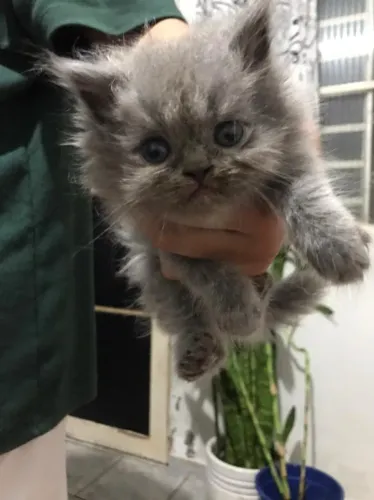 Filhote de Persa Fêmea