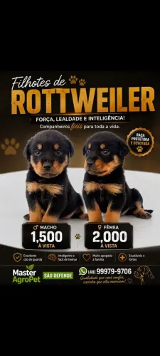 Cachorros 