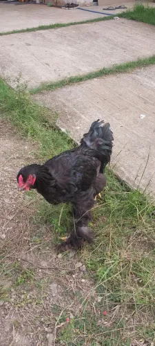 Vendo Frango Raça Brhama 