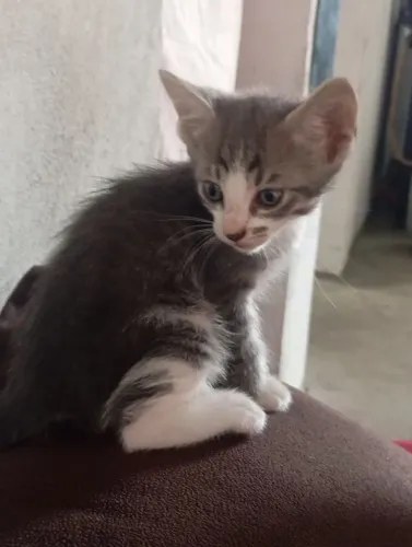Gato macho filhote para doação