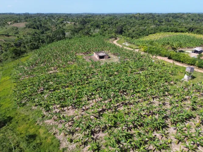Fazenda com 4 quartos à Venda, 55000 m² em Ilhéus/BA