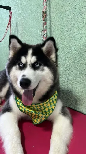 Husky siberiano