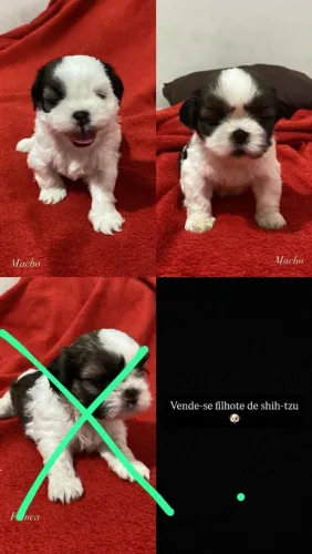 Cachorro shi Tzu filhote