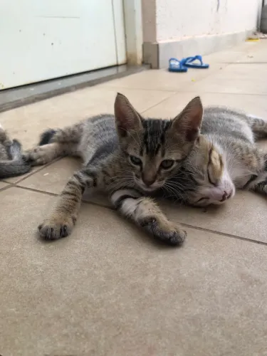 Gatos para adoção