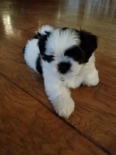 Shih Tzu O filhote que combina proteção e companheirismo