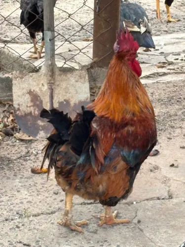 Galos