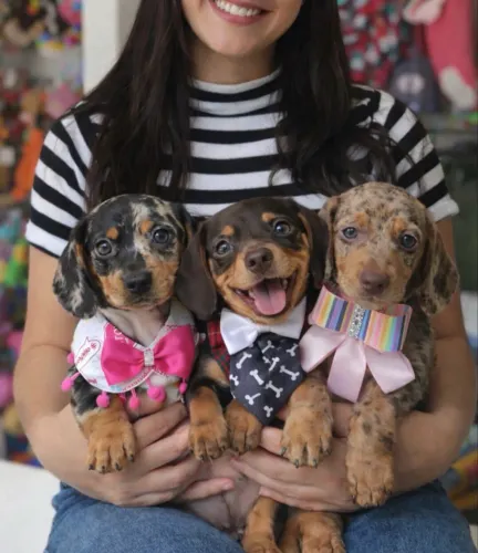 Salsichas Dachshund