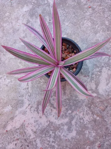 MUDAS DE PLANTAS.Tradescantia tricolor,Tetradenia roxa,ave do paraíso,Mirra,Jibóinha,Antúr