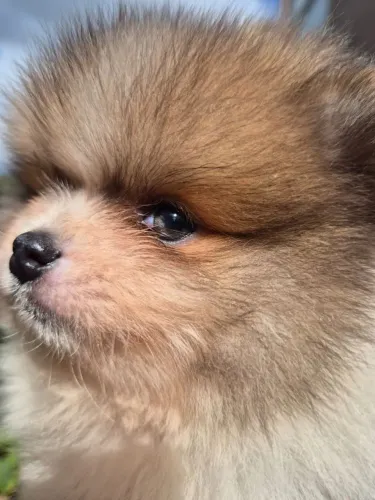 Lulu da Pomerânia 
