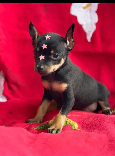 Pinscher fêmea numero 1