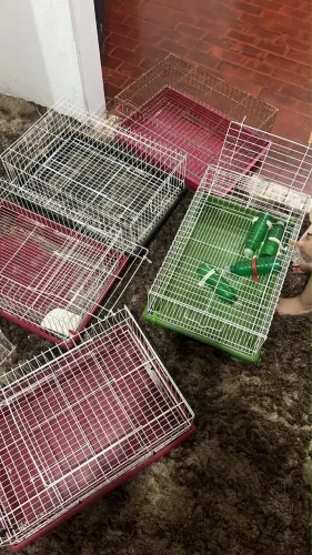 Gaiolas de coelho ou porquinho da índia