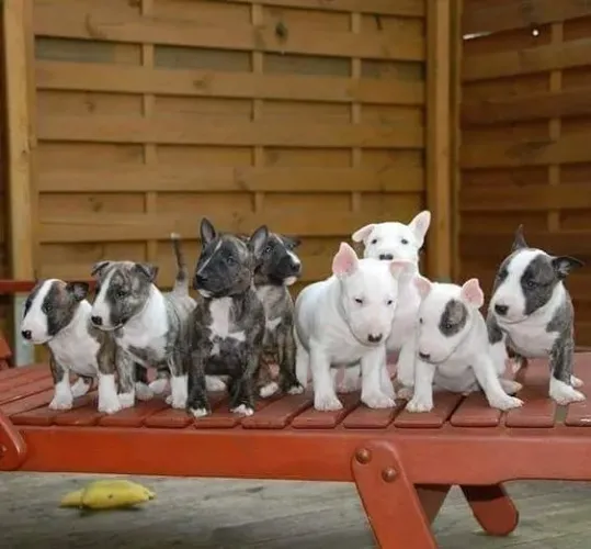 Bull Terrier Companhia que oferece sensação de segurança