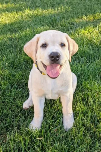 Filhotes de Labrador | Venha conhecer uma turma cheia de charme!