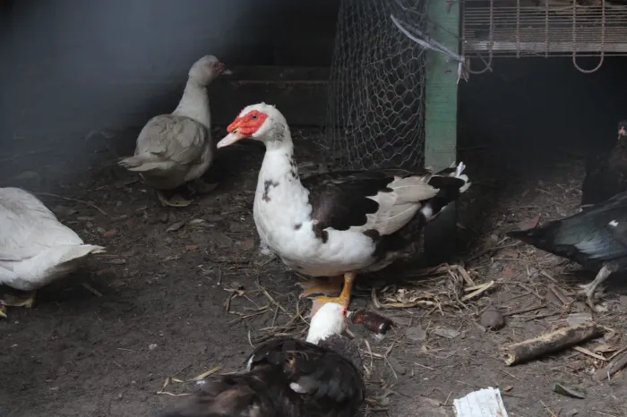 Pato