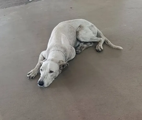 Adote esse lindo cachorro.