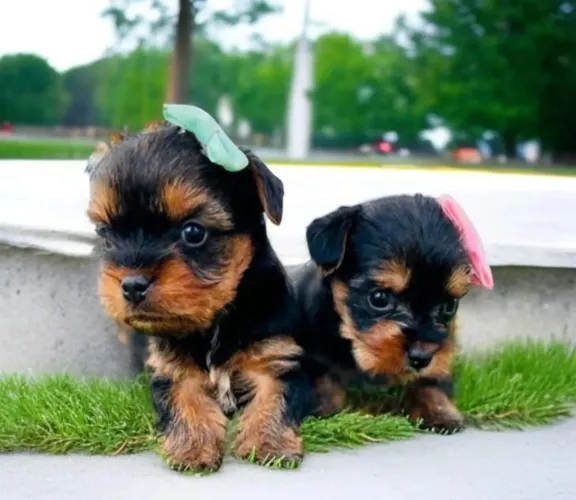 Yorkshire não é só um cachorro e família