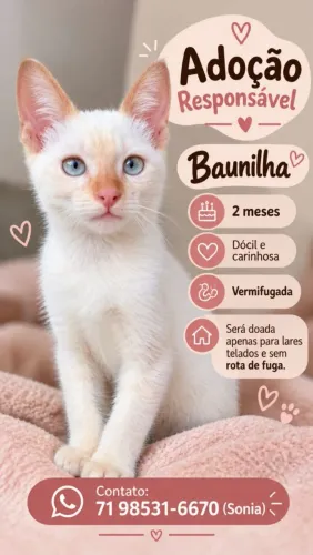 Gata filhote para adoção