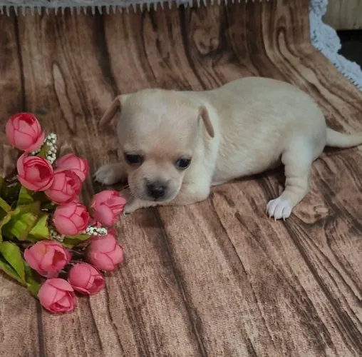 Chihuahua