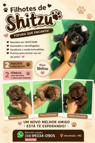 Vendo Shitzu puros de pai e mãe!