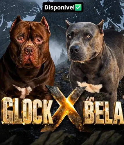 Vendo cachorro Pit monster