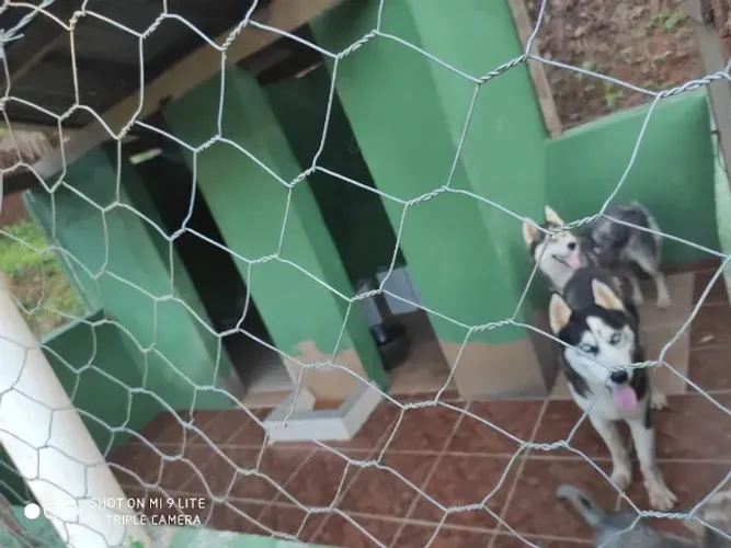Casal de husky siberiano