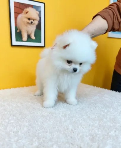 Spitz Alemão Padrão Ursinho