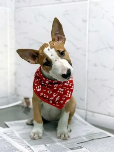 Prepare-se Para um Novo Companheiro Bull Terrier em 12x no Cartão Sem Juros