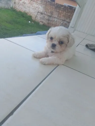 Vendo shitzu macho 950 já tá desverminado