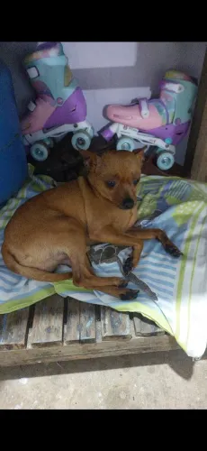 Vende-se Pinscher