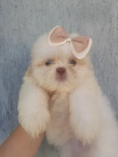 Shih Tzu Areias Padrão Luxo