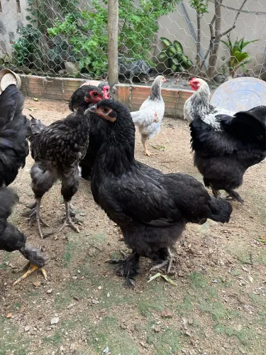 Frangas e Frangos à venda