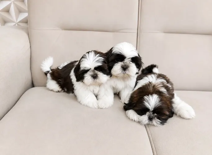 Shih tzu fêmeas