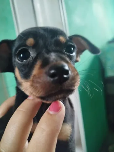 Pinscher