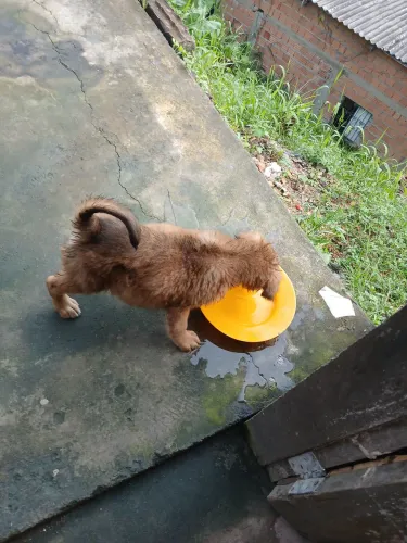 Eu to doando esse filhote de cachorro quem gosta de cachorro e so mandar mensagem 