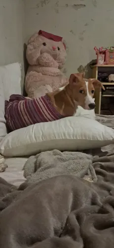 Doa-se uma cachorrinha fêmea 6 mês
