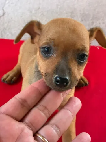 Pinscher