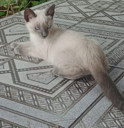 Gatinha Siamesa 4 meses Lindíssima