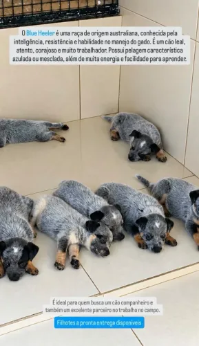 Blue Heeler
