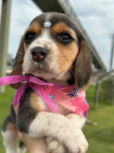 Beagle bebê