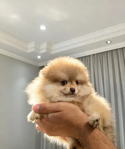 Lulu amigo fiel