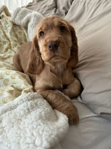 Cocker Spaniel Inglês Um amigo que sente sua energia