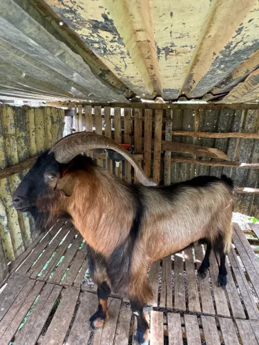 Vendo cabras cabritos e bode saneem e um bode pardo alpino 
