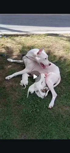 E o dog argentinos cão guia e vigia