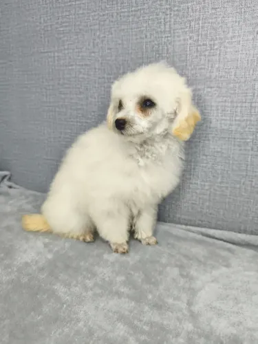 Poodle Toy