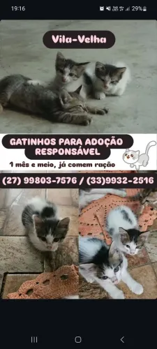 GATINHOS PARA ADOÇÃO RESPONSÁVEL EM VILA VELHA