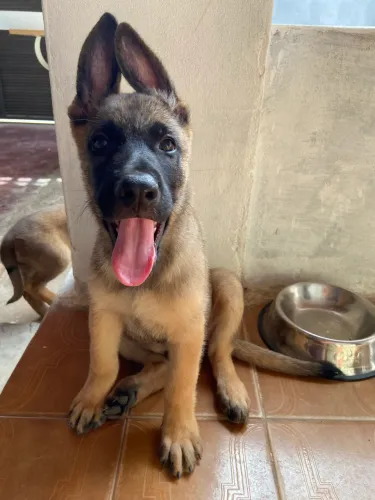 FILHOTES DE MALINOIS 